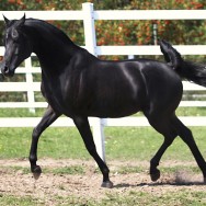 NL Dancing Spirit - off to the U.K.